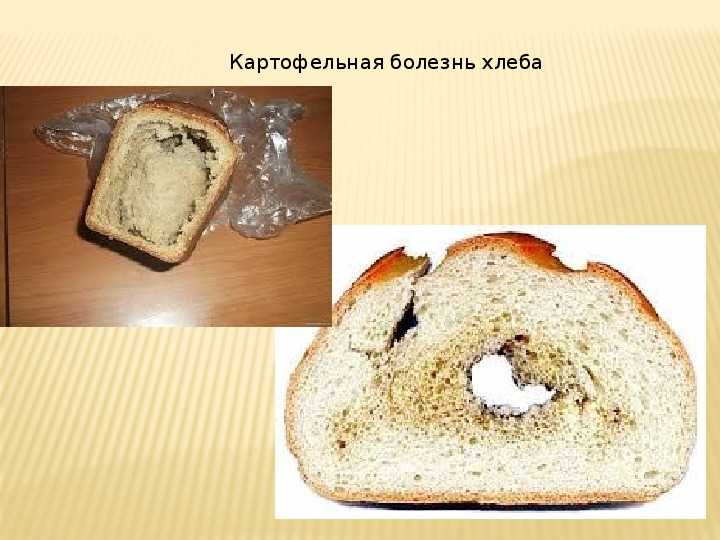 Меловая болезнь хлеба фото