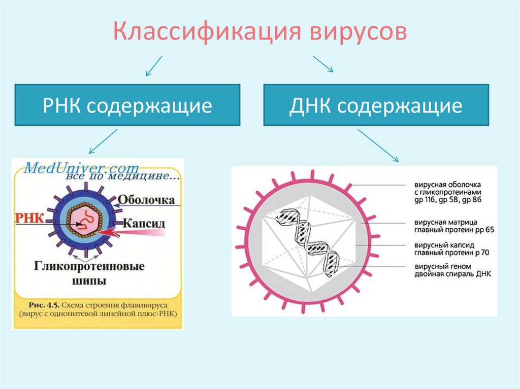 Типы файлов не подверженные заражению