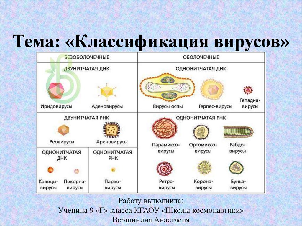 Классификация вирусов схема