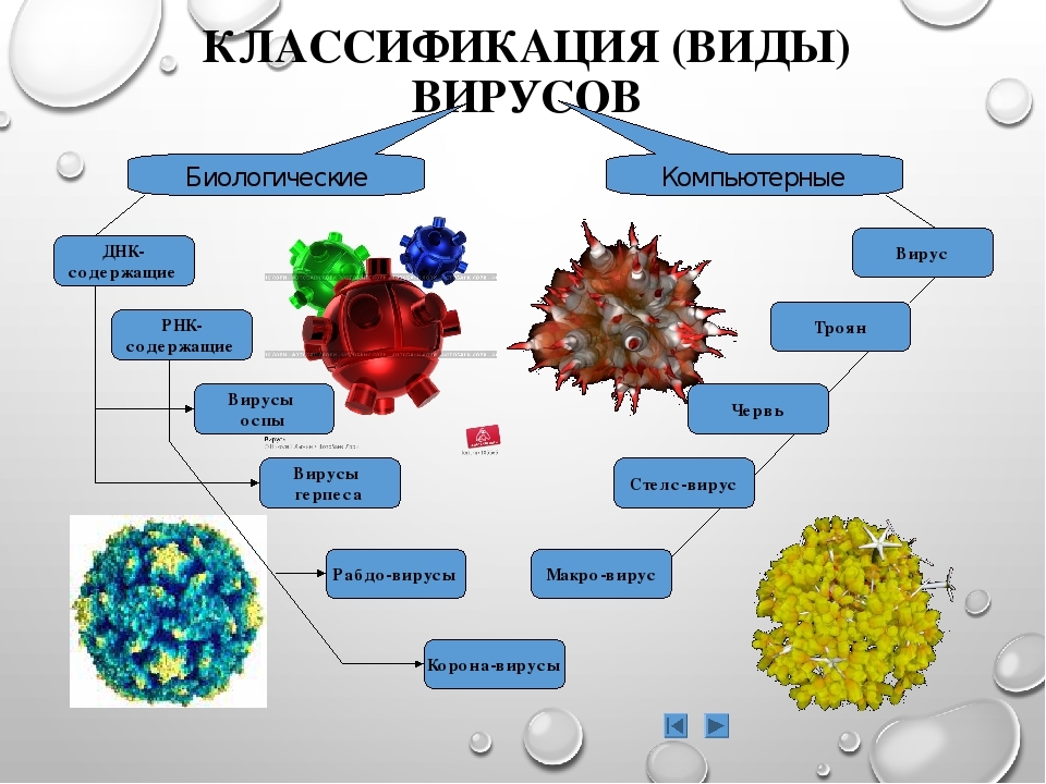 Вирусы план урока