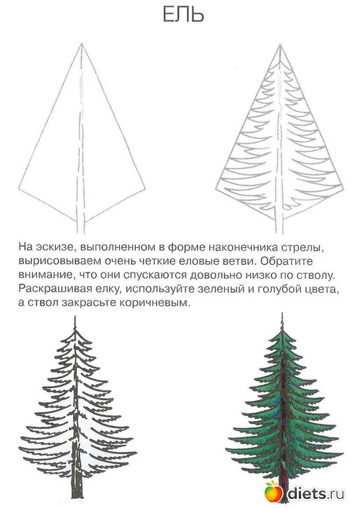 Рисунок пошагово ель