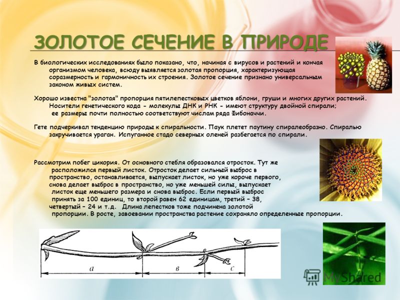 Золотое сечение в живой природе презентация