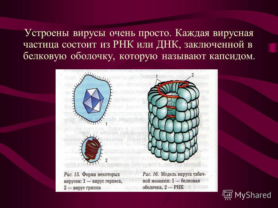 Схема виды вирусов