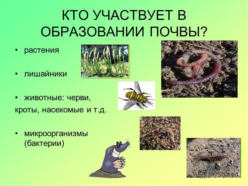 Что из перечисленного участвует. Кто участвует в образовании почвы. Животные участвуют в образовании почвы. Растения участвуют в образовании почвы. Почвенные животные и растения.