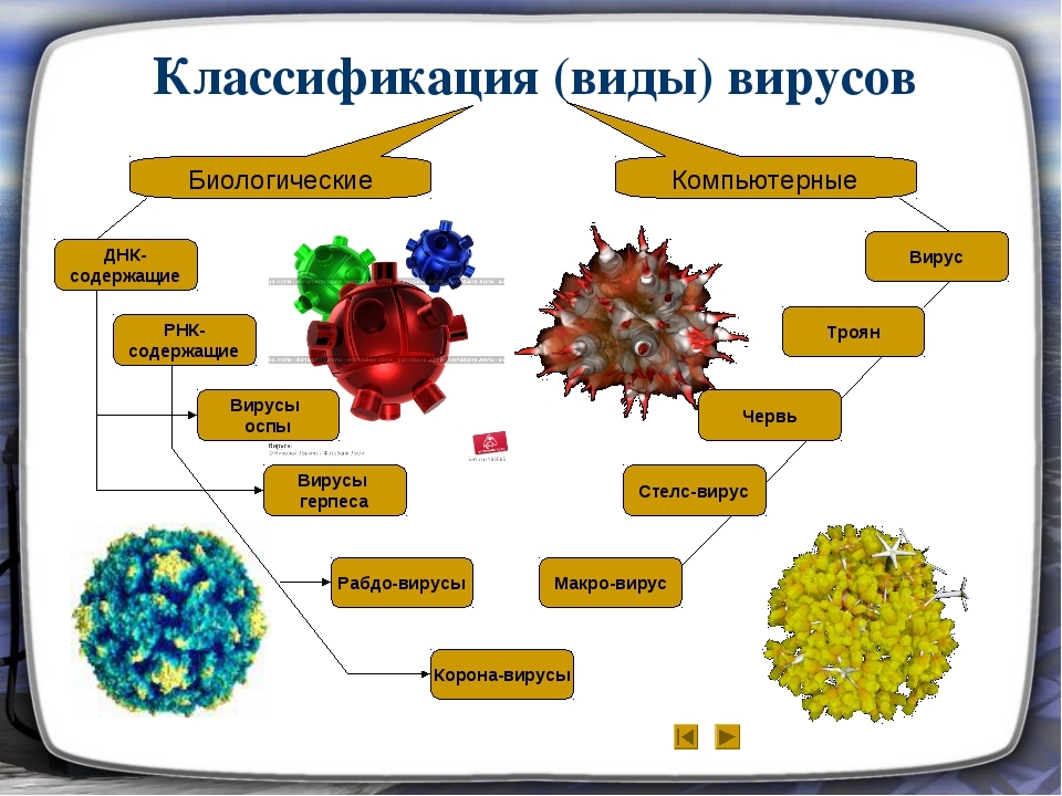 Урок биология информатика. Виды вирусов. Классификация биологических вирусов. Вирусы бывают. Классификация вирусов биология.