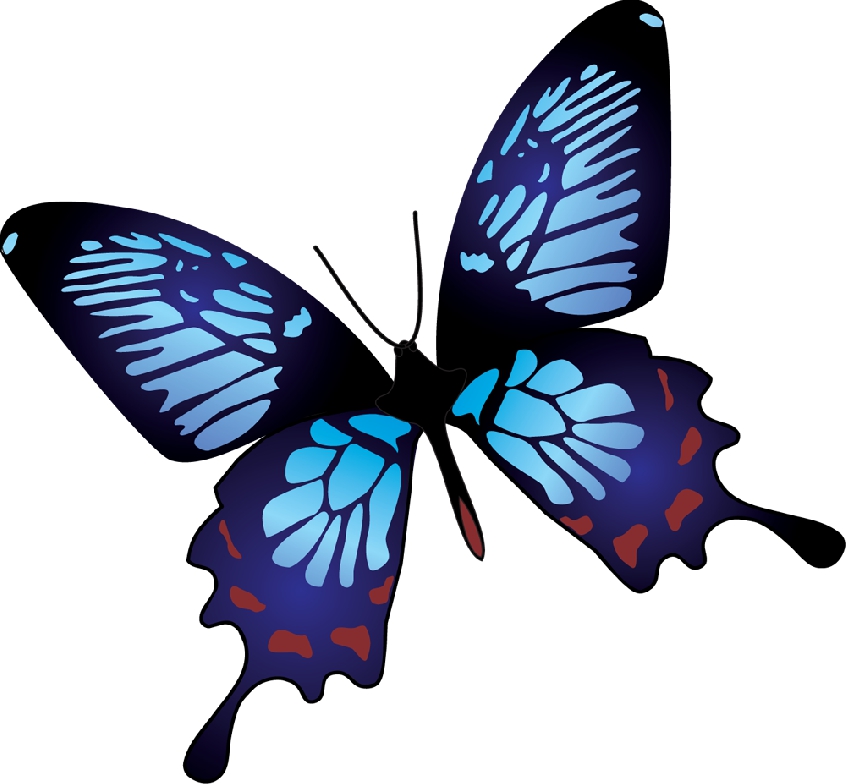 Бабочка скопировать. Бабочка рисунок. Бабочки цветные. Бабочки на белом фоне. Красивые бабочки на прозрачном фоне.