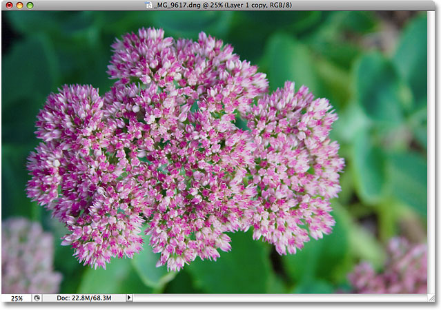 The photo of the flower is now even brighter. Image © 2009 Photoshop Essentials.com.