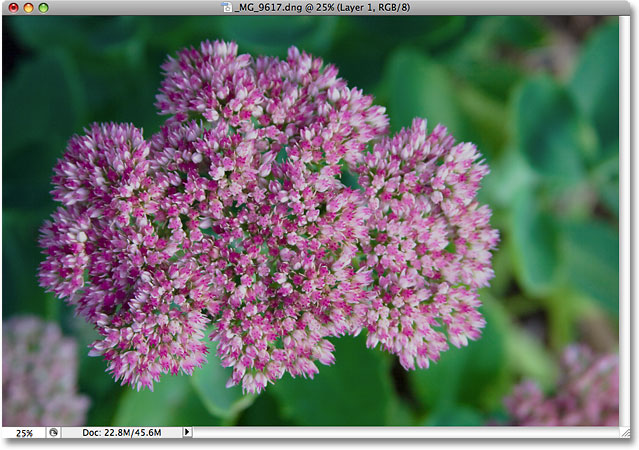 The flower photo now appears brighter. Image © 2009 Photoshop Essentials.com.