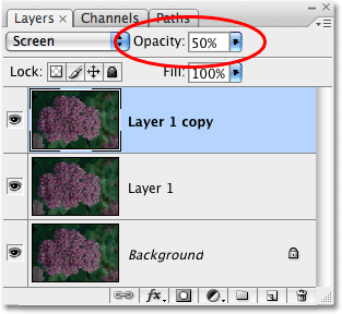 A second copy of the image appears in the Layers palette. Image © 2009 Photoshop Essentials.com.