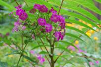 Фиолетовые цветочки прячутся от дождя под молодой веточкой
