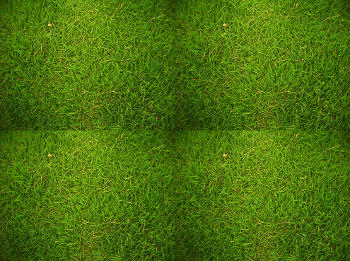 Photo of green grass