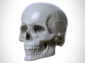 Anatomical Proko Skull for drawing and painting
