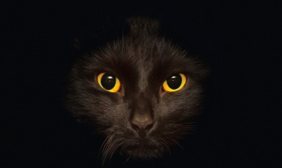 кот черный черный фон