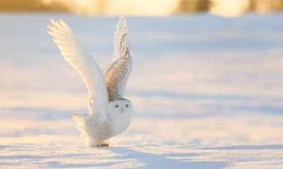 белая сова крылья снег