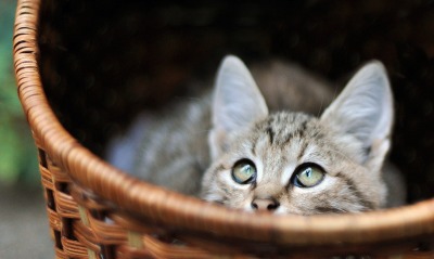 кошка плетеная корзина зеленые глаза