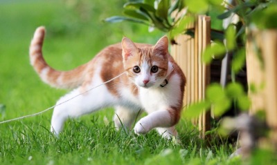 кошка трава забор