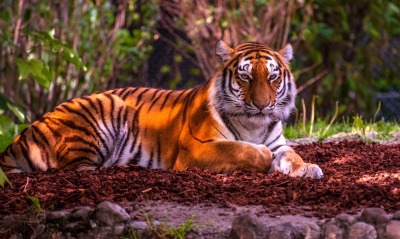 тигр хищник деревья