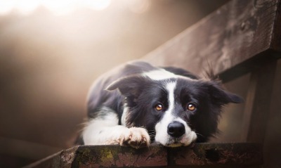 собака лежит на лавке черно-белый пес