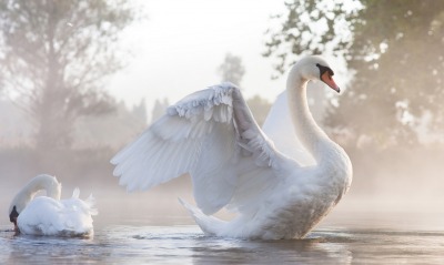 лебеди белые озеро