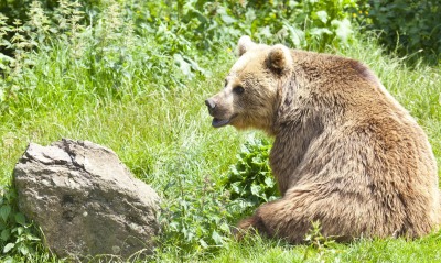 медведь камень трава