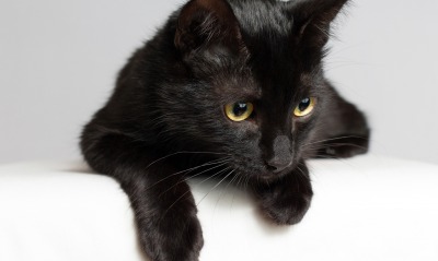 черный кот взгляд лапы