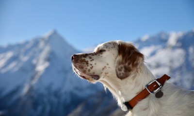 собака белая пятнистая ошейник горы