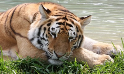 тигр трава вода