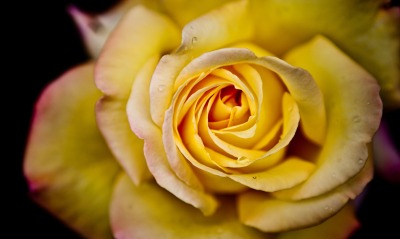роза желтая золотистая капли