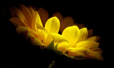 желтый цветок лепестки черный фон