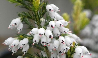 цветение цветки белые ветка