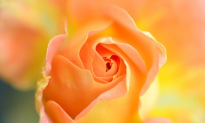 цветок роза бутон макро