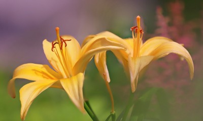 лилейник цветок желтый