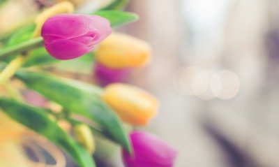 тюльпаны букет цветы фиолетовые