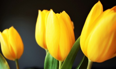 желтые тюльпаны желтые цветы бутоны