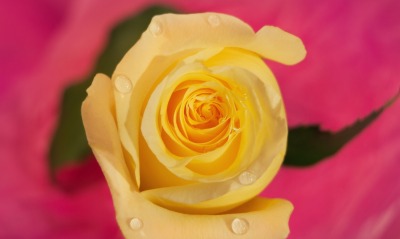 роза желтая цветок капли лепестки бутон