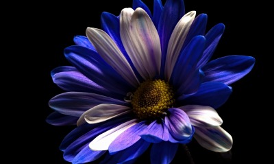 цветок сине-голубой макро