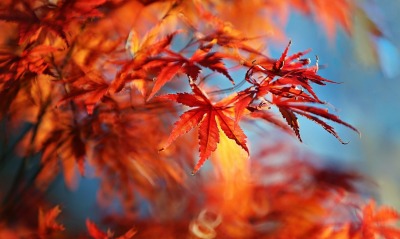 листья осень клен красные