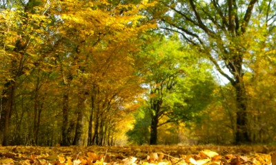 лес осень листья на земле