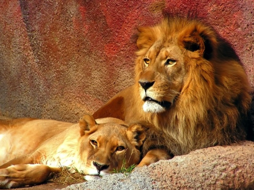 Фото лев с добычей